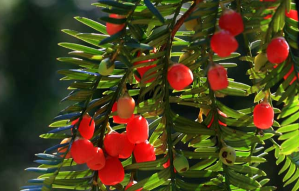 红豆杉的养殖方法和注意事项(图2)