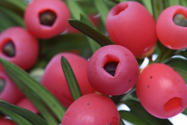 红豆杉的养殖方法和注意事项(图3)