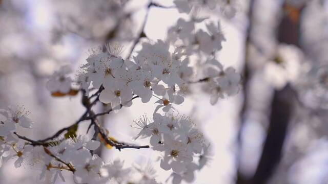 形容陪伴孩子成长的朋友圈(图1)