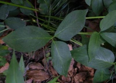 ​半夏由来的传说，消肿化痰止咳神药是女子幻化成的