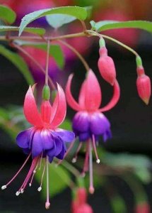 ​倒挂金钟的养殖方法和注意事项