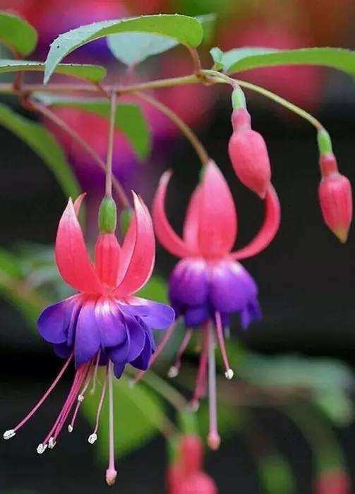 倒挂金钟的养殖方法和注意事项(图1)