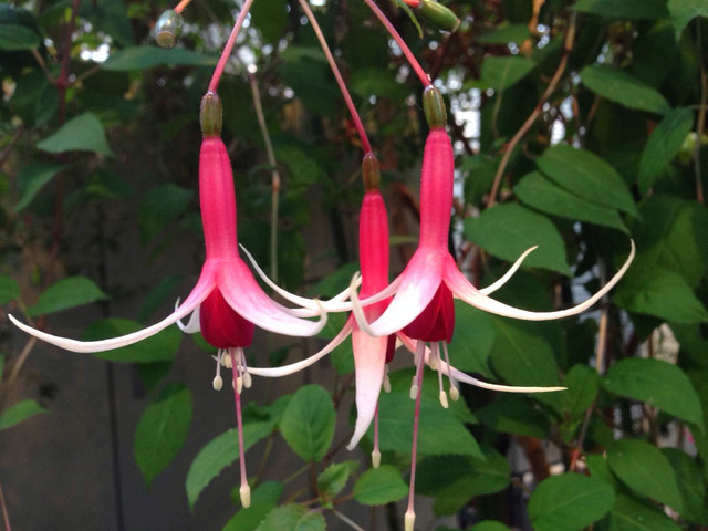 倒挂金钟的养殖方法和注意事项(图2)