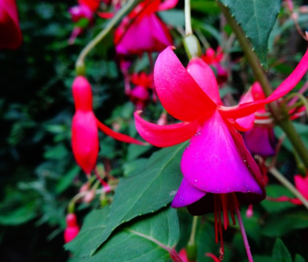 倒挂金钟的养殖方法和注意事项(图3)