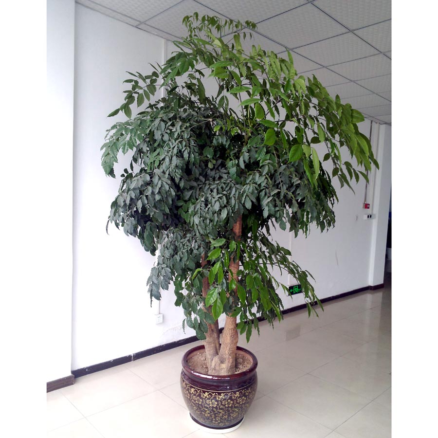 幸福树的养殖方法和注意事项(图4)