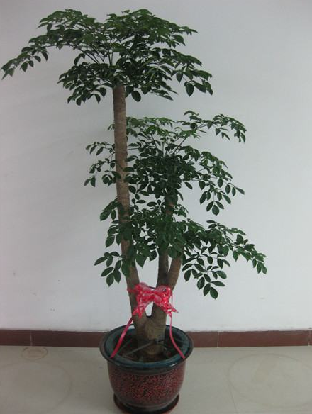 幸福树的养殖方法和注意事项(图2)