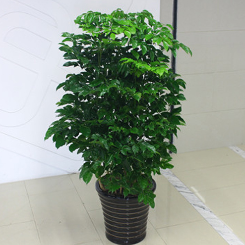 幸福树的养殖方法和注意事项(图3)