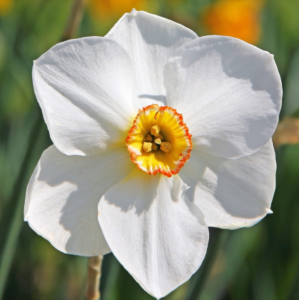 ​水仙花的养殖方法和注意事项