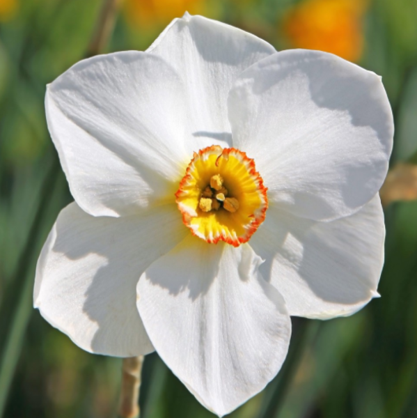 水仙花的养殖方法和注意事项(图1)