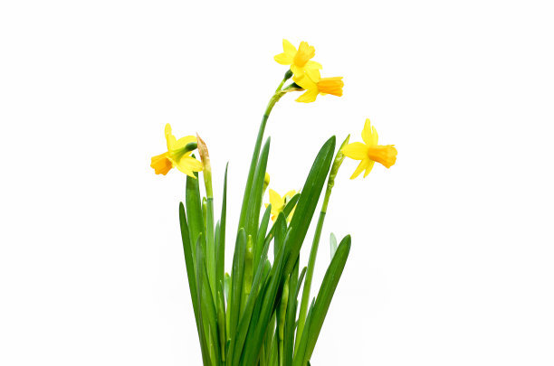 水仙花的养殖方法和注意事项(图3)