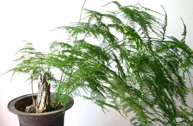 文竹的养殖方法和注意事项（图）(图2)