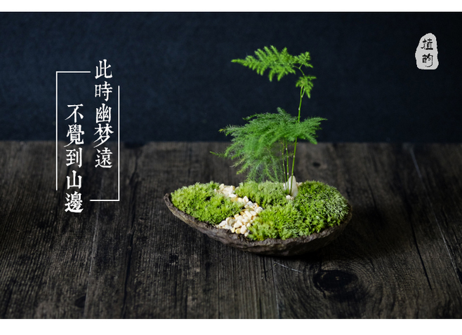 文竹的养殖方法和注意事项（图）(图1)