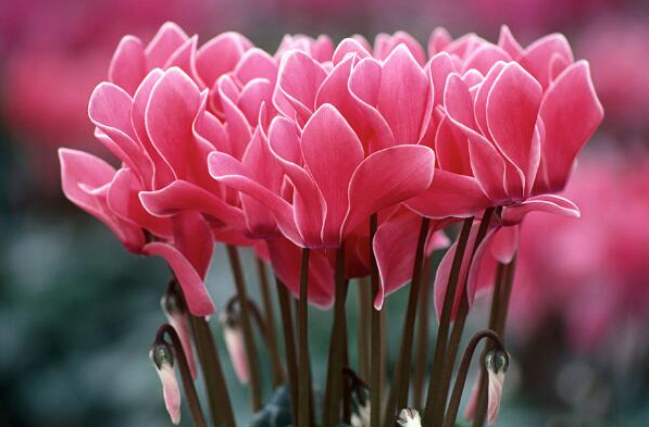 仙客来的养殖方法和注意事项(图3)