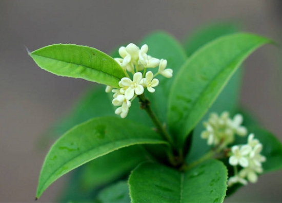 8种你可能知道的花，却不一定知道的故事(图8)