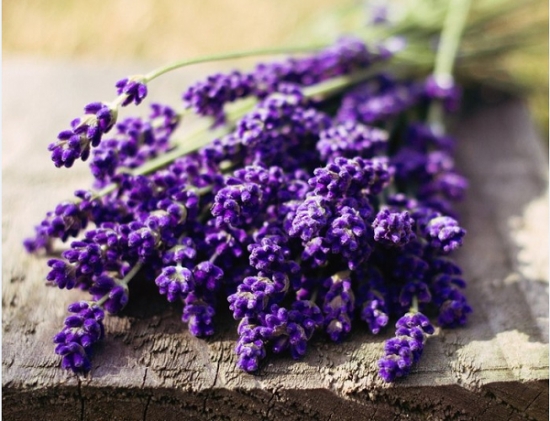 8种你可能知道的花，却不一定知道的故事(图6)