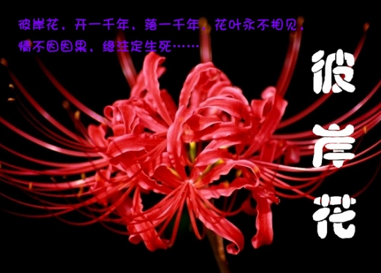 8种你可能知道的花，却不一定知道的故事(图1)