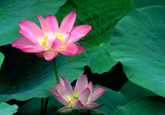 8种你可能知道的花，却不一定知道的故事(图2)