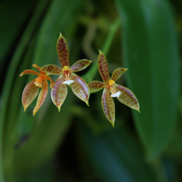 兰花的养殖方法和注意事项（图）(图2)