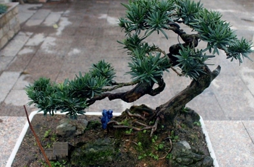 罗汉松的养殖方法和注意事项(图1)