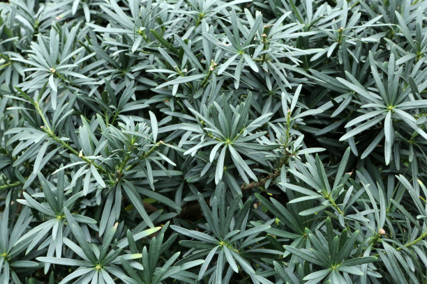 罗汉松的养殖方法和注意事项(图2)