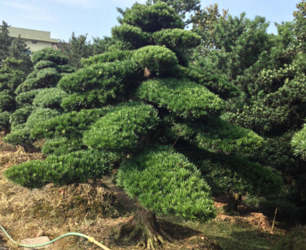 罗汉松的养殖方法和注意事项(图3)