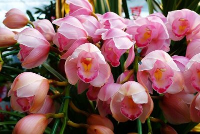 ​大花蕙兰的养殖方法和注意事项