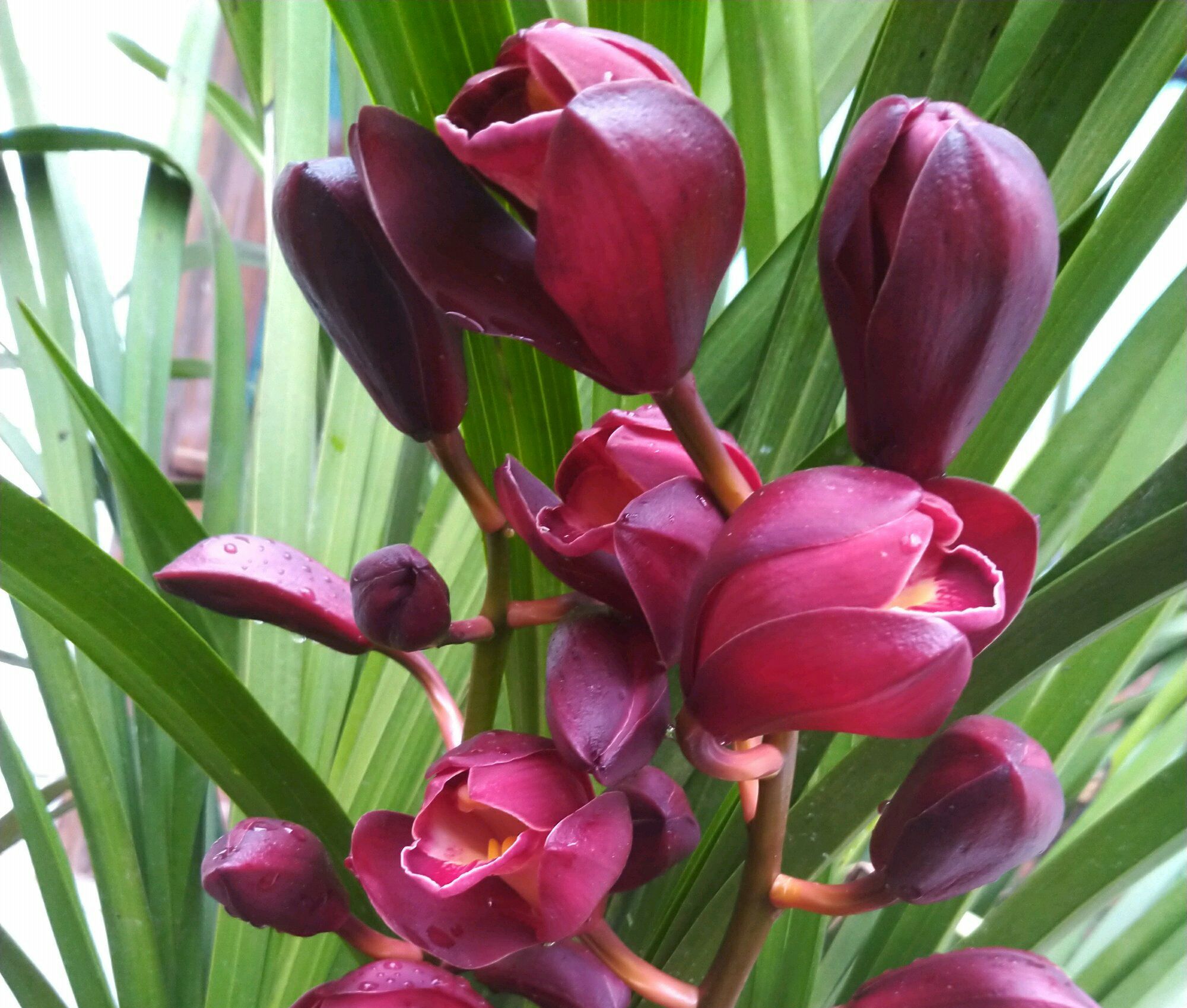 大花蕙兰的养殖方法和注意事项(图2)