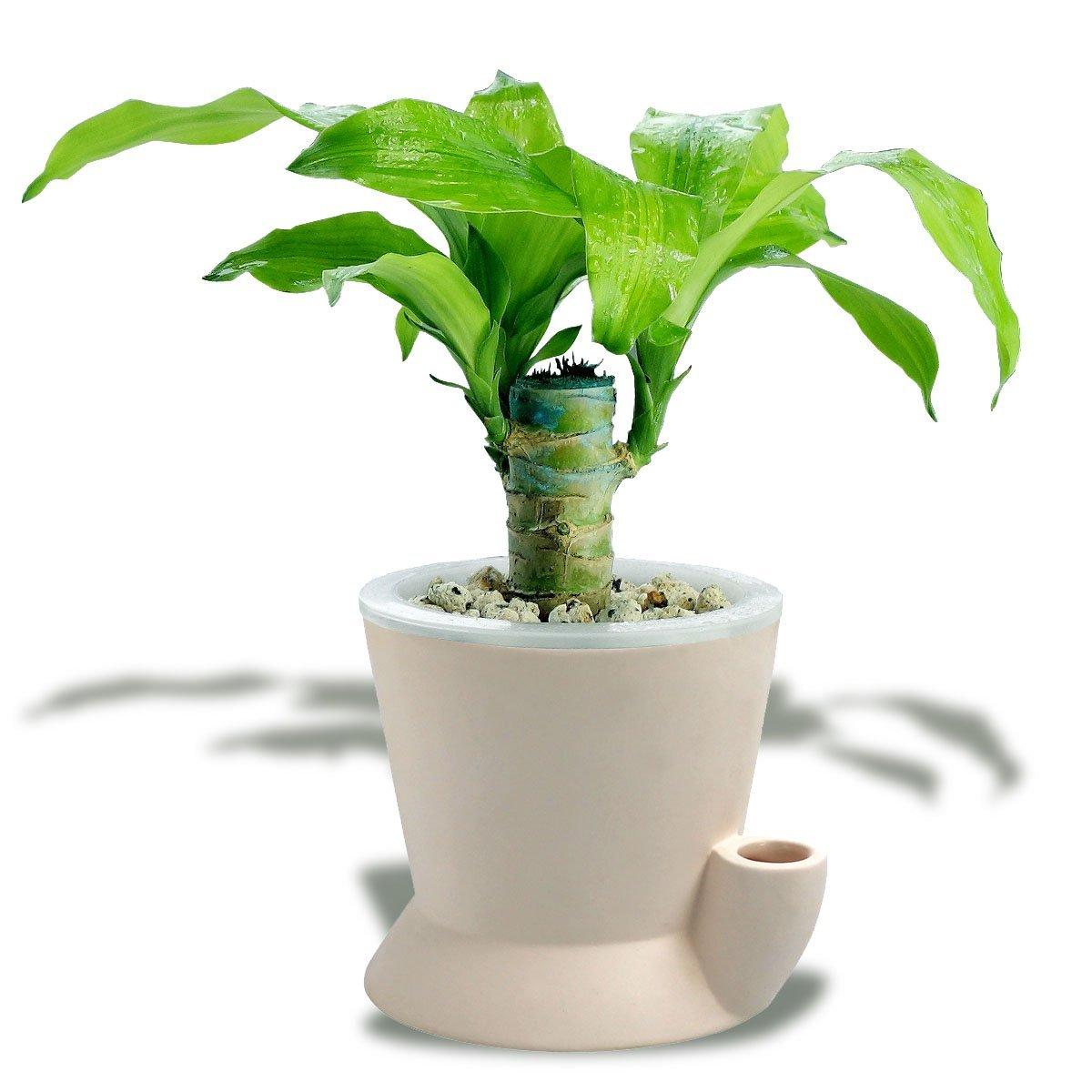 巴西木的养殖方法和注意事项(图3)