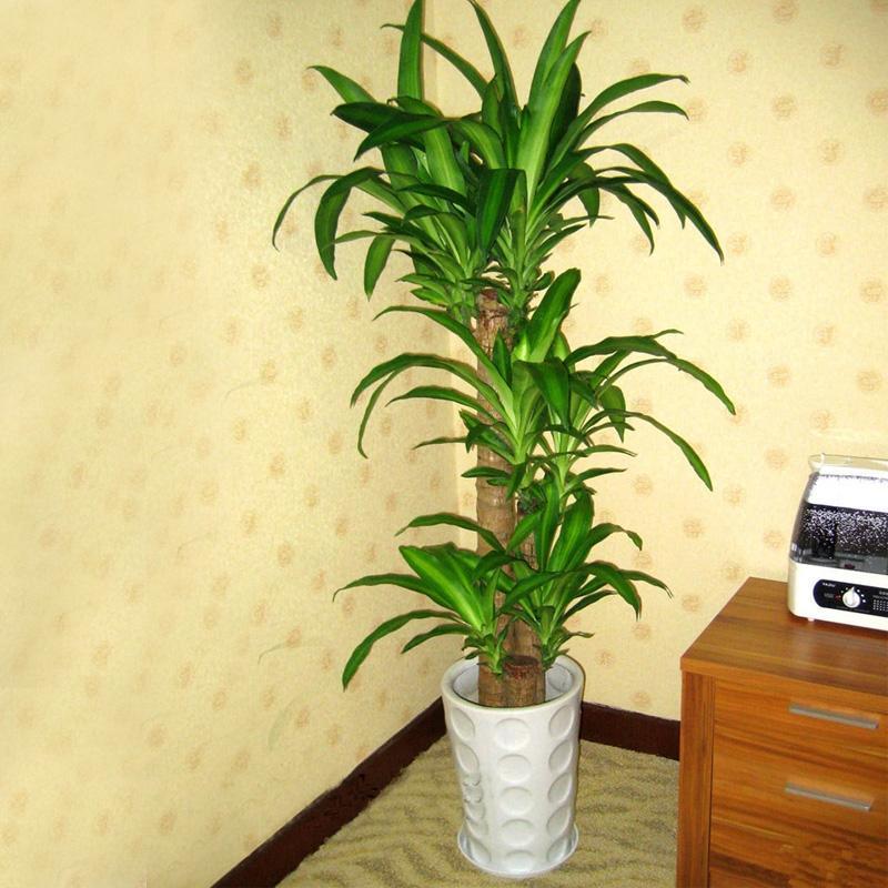 巴西木的养殖方法和注意事项(图1)