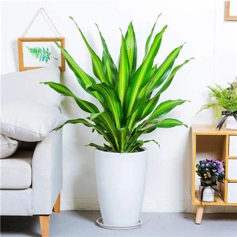 巴西木的养殖方法和注意事项(图4)