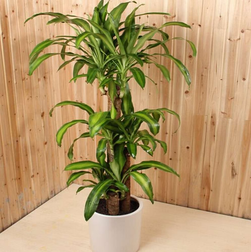 巴西木的养殖方法和注意事项(图2)