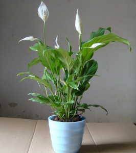 ​一帆风顺的养殖方法和注意事项（图）