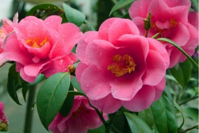 ​冬天开的花大全，冬季看什么花