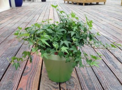 ​常青藤的养殖方法和注意事项