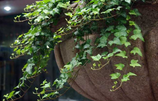 常青藤的养殖方法和注意事项(图2)