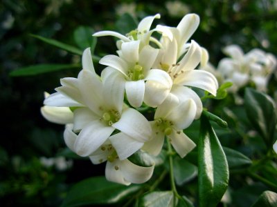 ​九里香的养殖方法和注意事项（图）