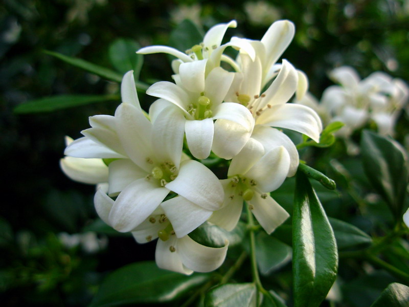 九里香的养殖方法和注意事项（图）(图1)