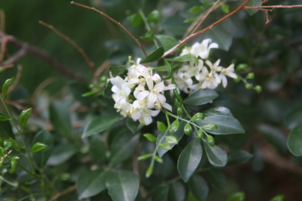 九里香的养殖方法和注意事项（图）(图3)