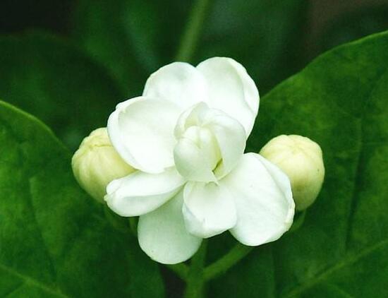 茉莉花的花语是什么？忠贞不移的爱情(图2)