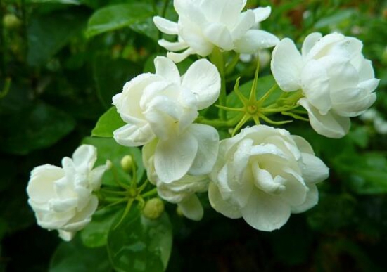 茉莉花的花语是什么？忠贞不移的爱情(图3)