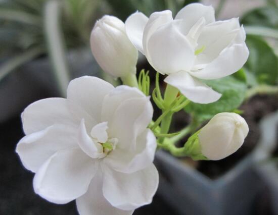 茉莉花的花语是什么？忠贞不移的爱情(图8)