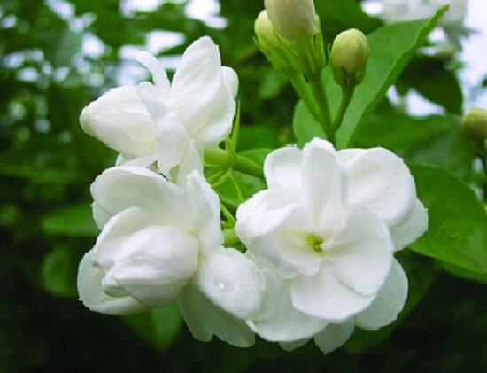 茉莉花的花语是什么？忠贞不移的爱情(图7)
