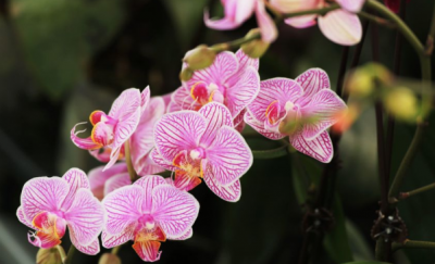 ​蝴蝶兰的养殖方法和注意事项