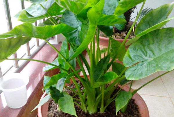 滴水观音的养殖方法和注意事项(图2)