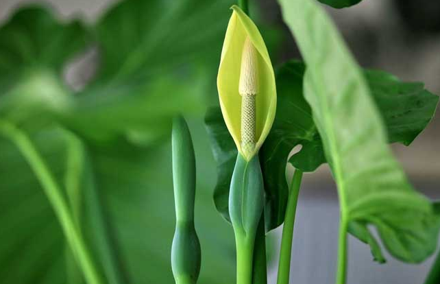 滴水观音的养殖方法和注意事项(图1)