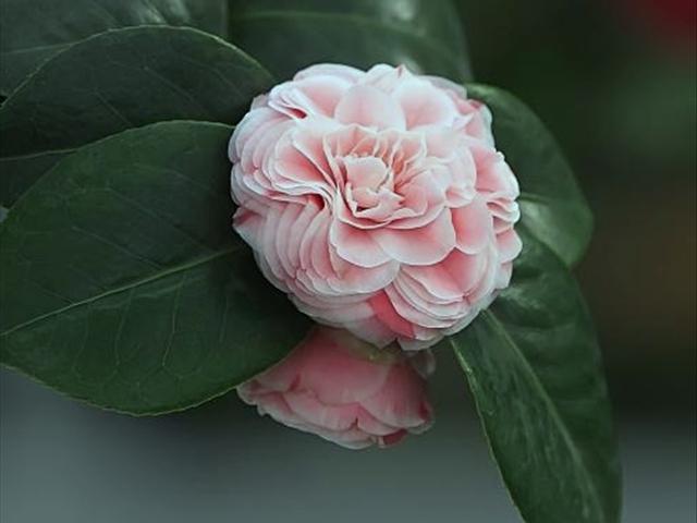 山茶花的养殖方法和注意事项（图）(图2)