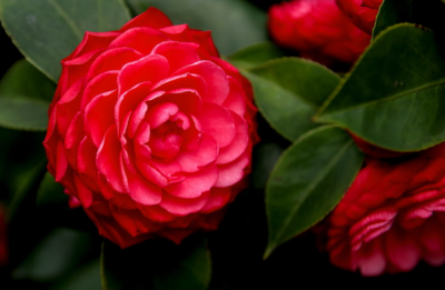 ​山茶花的养殖方法和注意事项（图）