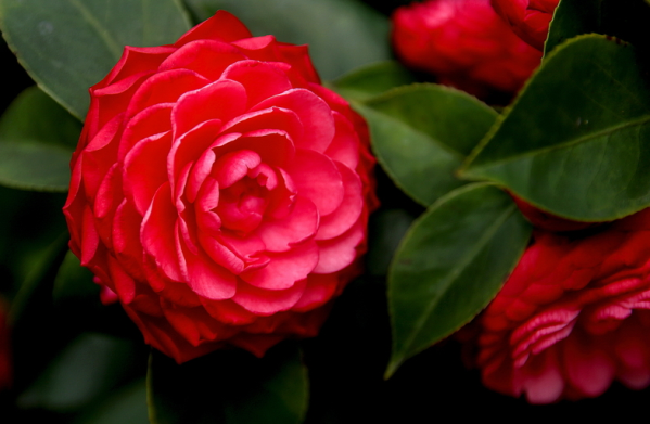 山茶花的养殖方法和注意事项（图）(图1)