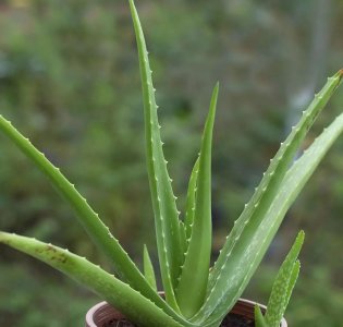 ​芦荟的养殖方法和注意事项带图