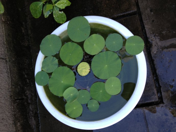 碗莲的种植方法水培(图3)
